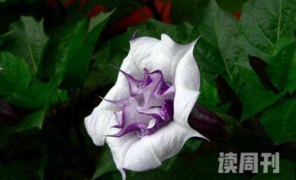世界上最妖娆最毒的花:曼陀罗花吸食后使人产生大量幻觉(2)