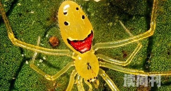 世界上最可爱的蜘蛛：笑脸蜘蛛屁股上面长笑脸(图片)