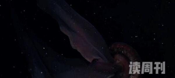 世界上最罕见的水母:冥河水母仅发现过114次(视频/图片)(1)
