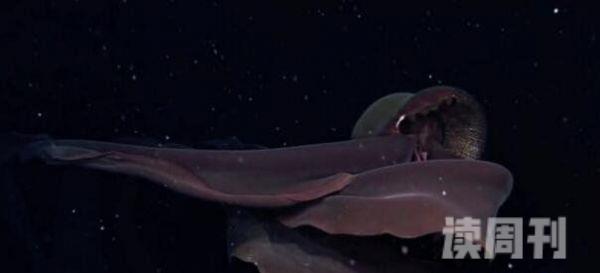 世界上最罕见的水母:冥河水母仅发现过114次(视频/图片)(2)