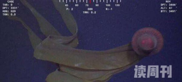 世界上最罕见的水母:冥河水母仅发现过114次(视频/图片)(4)