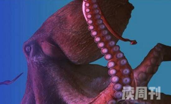 世界上最大的章鱼北太平洋巨型章鱼能轻松干掉一头鲨鱼(1)