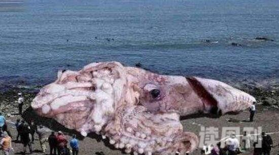 世界上最大的章鱼北太平洋巨型章鱼能轻松干掉一头鲨鱼(2)