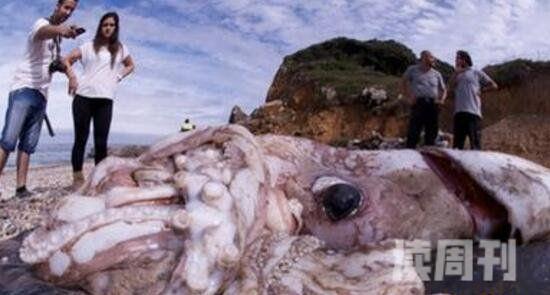 世界上最大的章鱼北太平洋巨型章鱼能轻松干掉一头鲨鱼(3)