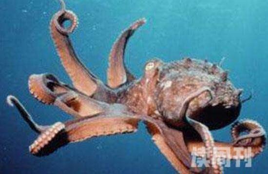 世界上最大的章鱼北太平洋巨型章鱼能轻松干掉一头鲨鱼(4)