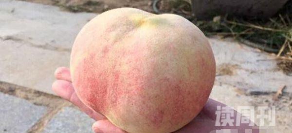 世界上最大的桃子有半个篮球那么大/重2斤(图片)(4)
