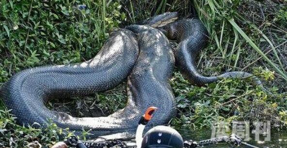 世界上最大的蛇有多大亚马逊森蚺长15米能吃人(图片)