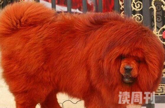 世界上最贵的狗:纯红藏獒全身红毛价值1580万元（图片）(1)
