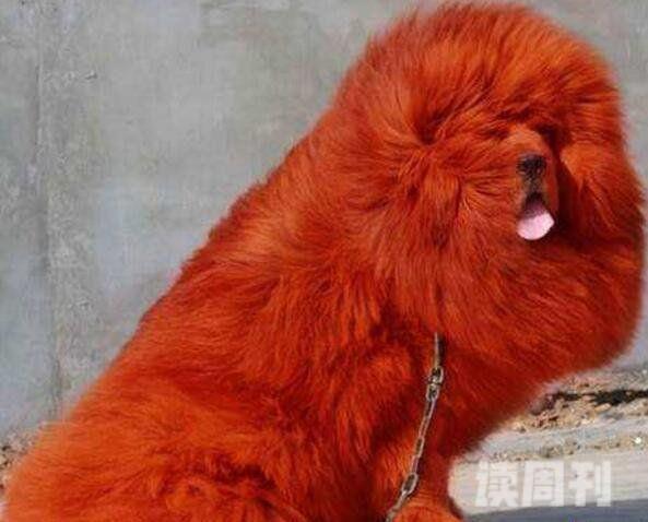 世界上最贵的狗:纯红藏獒全身红毛价值1580万元（图片）(2)