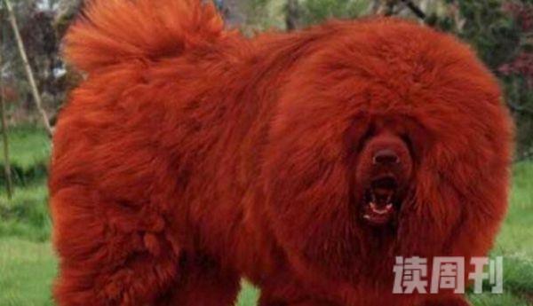 世界上最贵的狗:纯红藏獒全身红毛价值1580万元（图片）(3)