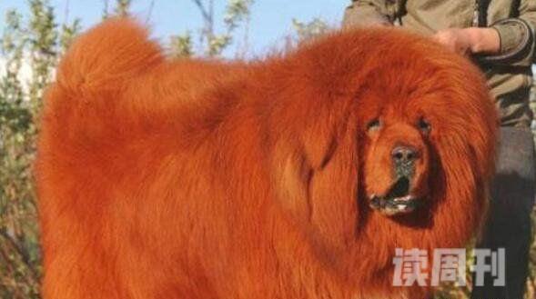 世界上最贵的狗:纯红藏獒全身红毛价值1580万元（图片）(4)