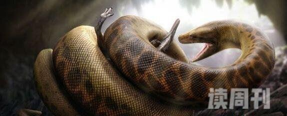 人类已知最大的蛇类史前塞雷洪泰坦蟒长15米(图片)(1)