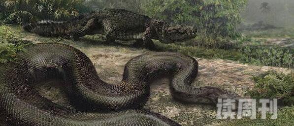 人类已知最大的蛇类史前塞雷洪泰坦蟒长15米(图片)(2)