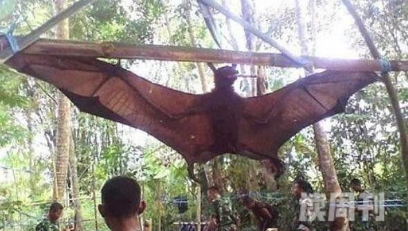 世界上最大的蝙蝠有多大马来大狐蝠翼展两米比人还大