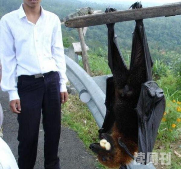 世界上最大的蝙蝠有多大马来大狐蝠翼展两米比人还大(2)