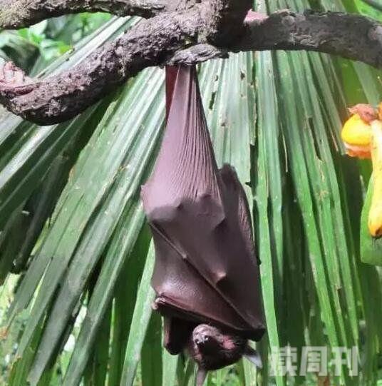 世界上最大的蝙蝠有多大马来大狐蝠翼展两米比人还大(3)