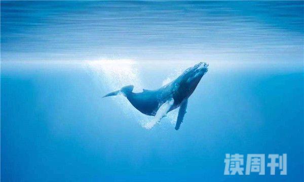 鲸鱼能下潜多少米（鲸鱼到底厉害在哪）