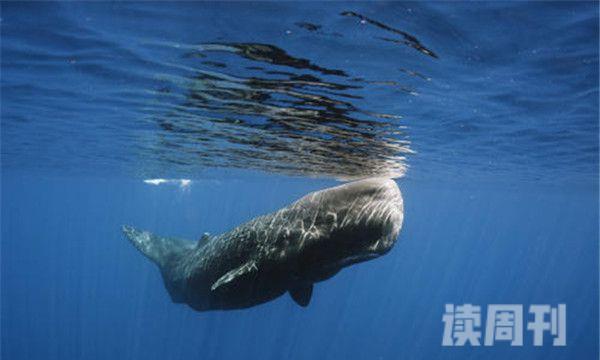 鲸鱼能下潜多少米（鲸鱼到底厉害在哪）(2)