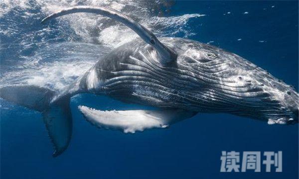 鲸鱼能下潜多少米（鲸鱼到底厉害在哪）(4)