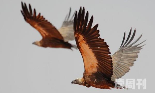 世界上飞得最高的鸟翅膀展开两米长-能飞上11300米高空(4)