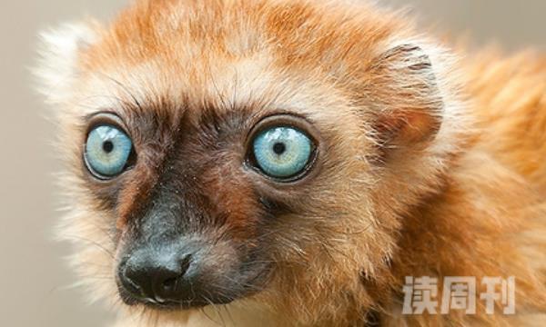 蓝眼黑美狐猴（体型非常小体长最多也只有1.1米）