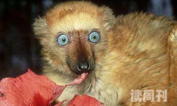 蓝眼黑美狐猴（体型非常小体长最多也只有1.1米）(2)