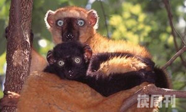 蓝眼黑美狐猴（体型非常小体长最多也只有1.1米）(3)