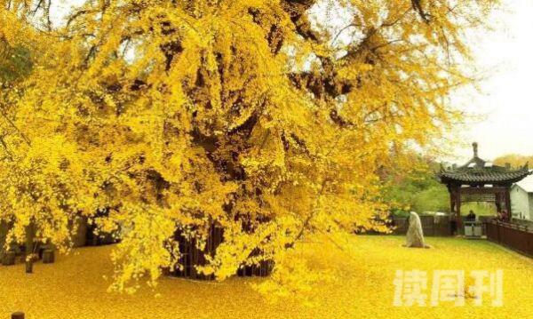 中国最美的银杏树李世民亲手种的（历史最悠久的银杏树）