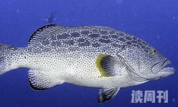 黄鳍喙鲈（体型庞大的珊瑚鱼最大体长可达4.5米）