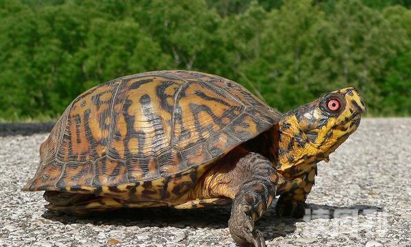 卡罗莱纳箱龟 一种在北美洲广泛分布的陆龟亚种