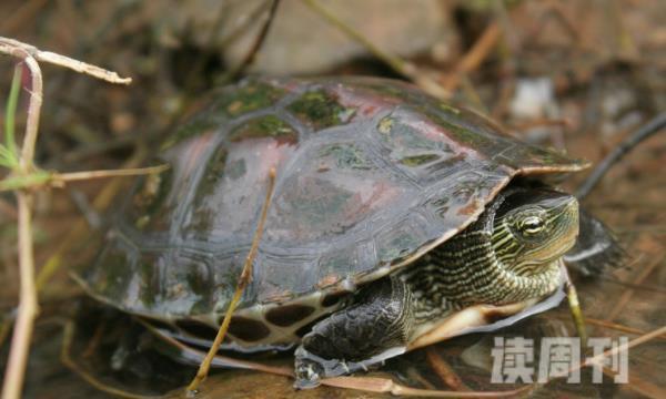 中华花龟，一种典型的水栖龟