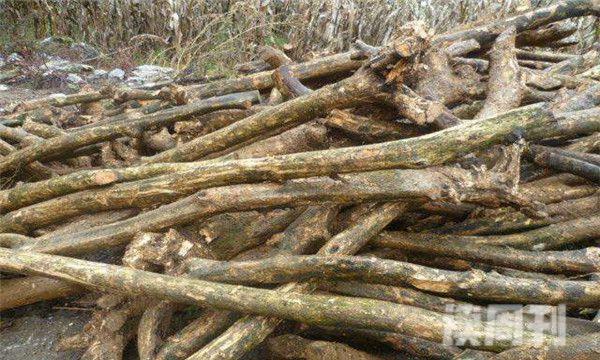 中国十大坚硬的木头（有良好的保质期，而且对人体的伤害比较小）(2)