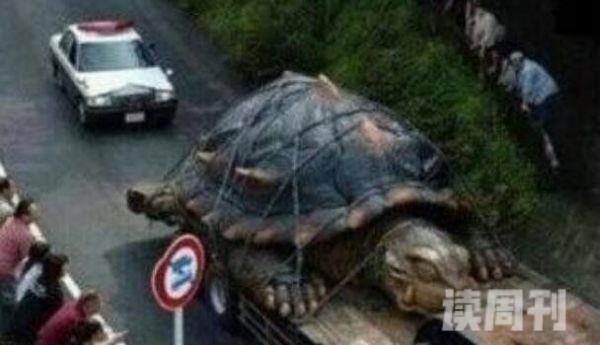 黄河巨龟的真实图片 其雄伟壮观的场面一直都是令人叹为观止(2)