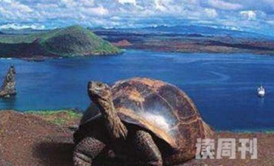 黄河巨龟的真实图片 其雄伟壮观的场面一直都是令人叹为观止(4)