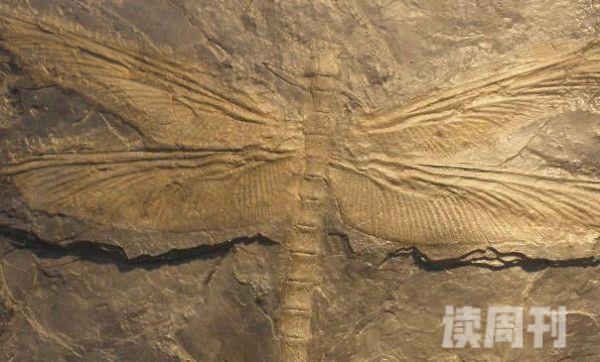 远古最大的蜻蜓 巨脉蜻蜓