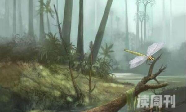 远古最大的蜻蜓 巨脉蜻蜓(3)