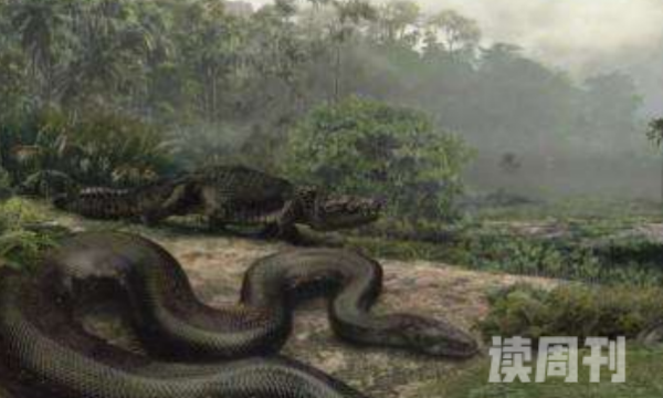 史上最大蟒蛇泰坦蟒蛇 泰坦蟒的长度在9-15米(1)
