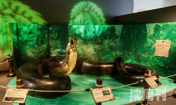 史上最大蟒蛇泰坦蟒蛇 泰坦蟒的长度在9-15米(2)