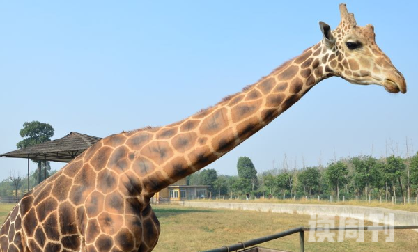 世界上最高的长颈鹿有多高 身高达到6-8米其中颈部大概有2米长