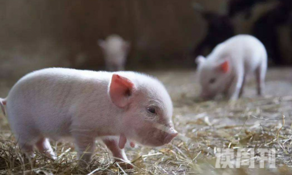 世界上最小的猪有多少公斤 成年之后体重不超过10公斤(1)
