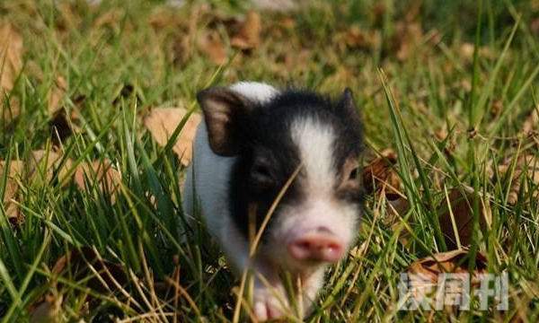 世界上最小的猪有多少公斤 成年之后体重不超过10公斤(2)