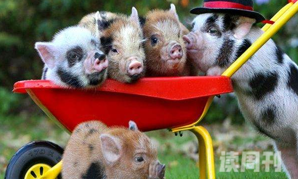 世界上最小的猪有多少公斤 成年之后体重不超过10公斤(3)