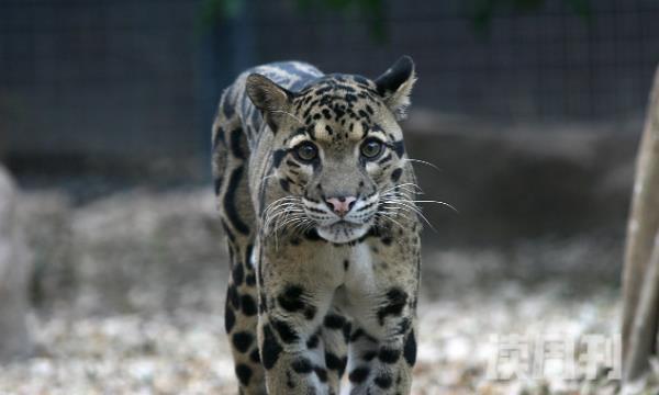 云豹的外形特征，介于小型和大型猫科动物之间的独立物种(3)