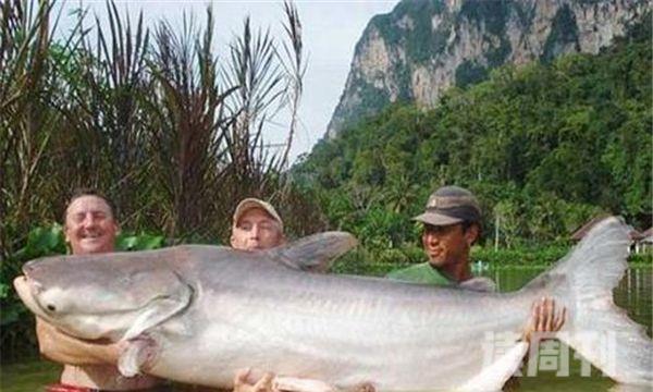世界上目前为止最大的鱼 全世界十大最大的鱼(1)