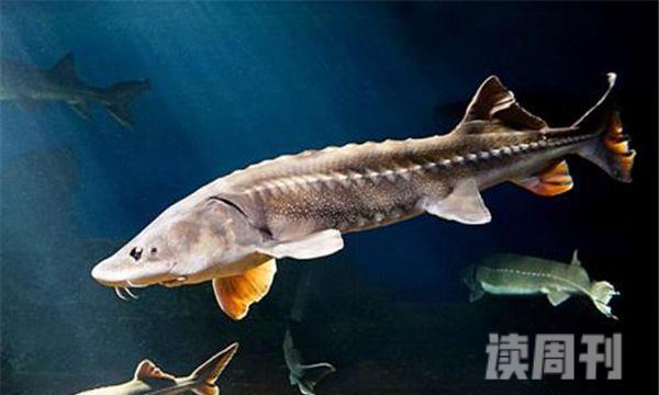 世界上目前为止最大的鱼 全世界十大最大的鱼(2)