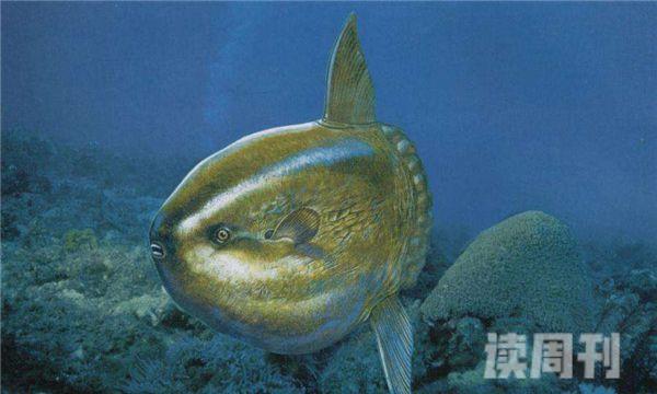 世界上目前为止最大的鱼 全世界十大最大的鱼(6)