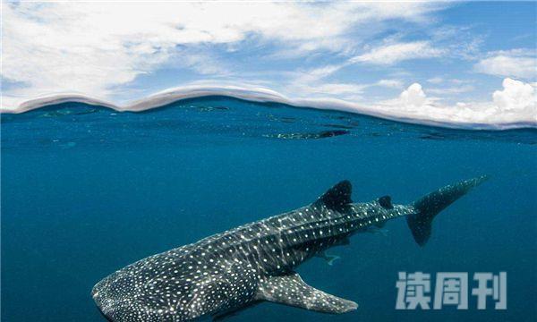 世界上最大的鲸鲨有多大 身长能够达到20米(1)