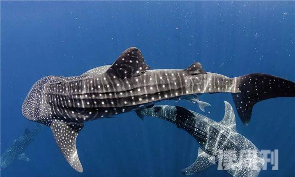 世界上最大的鲸鲨有多大 身长能够达到20米(2)