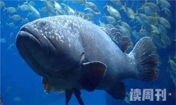 世界上最大的龙趸鱼最重多少斤 龙趸鱼体重超过了1500kg(1)