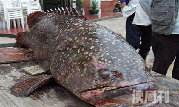 世界上最大的龙趸鱼最重多少斤 龙趸鱼体重超过了1500kg(2)